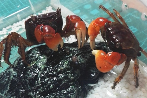 怎么养相手蟹,根据蟹的大小和数量选择缸子