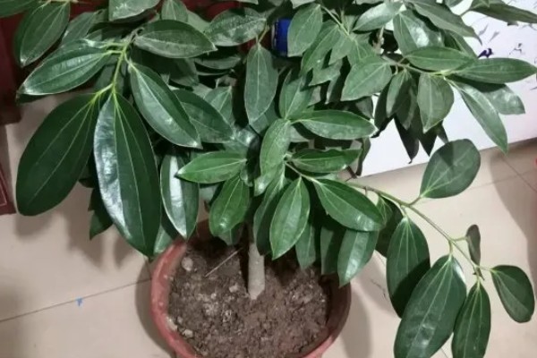 平安树怎么养,喜欢生长在湿润的环境