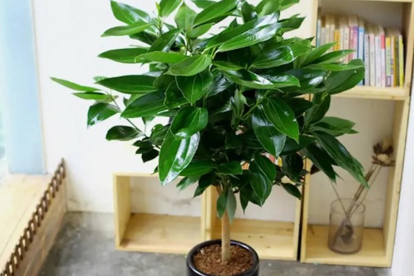 平安树怎么养,喜欢生长在湿润的环境