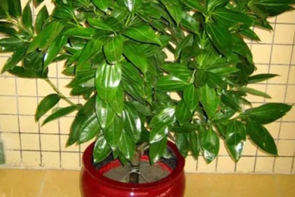 平安树怎么养,喜欢生长在湿润的环境