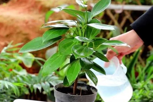 平安树怎么养,喜欢生长在湿润的环境