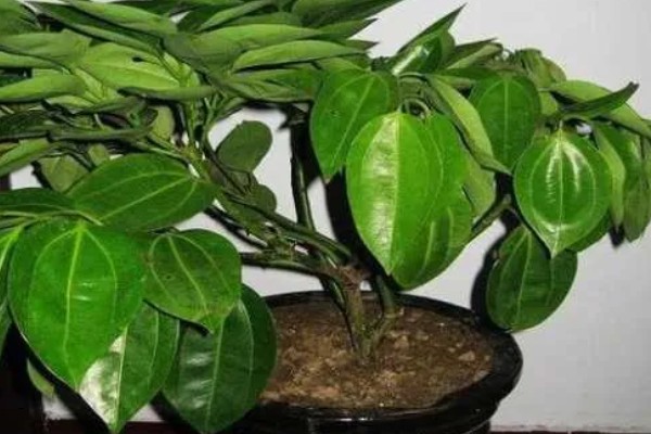 平安树怎么养,喜欢生长在湿润的环境