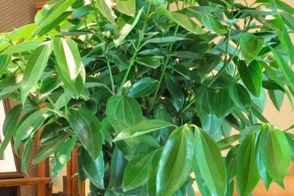 平安树怎么养,喜欢生长在湿润的环境