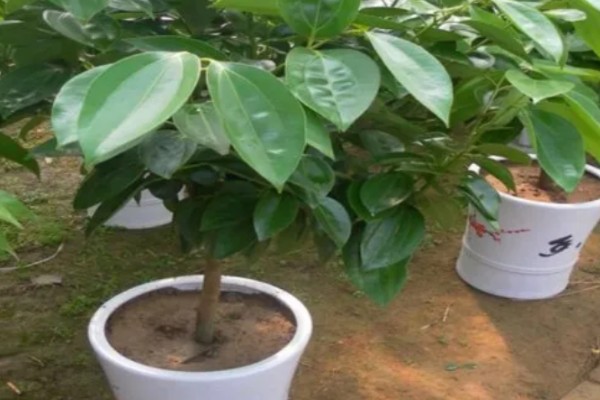 平安树怎么养,喜欢生长在湿润的环境