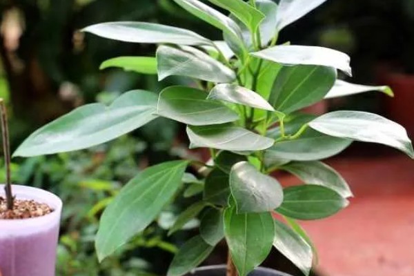 平安树怎么养,喜欢生长在湿润的环境