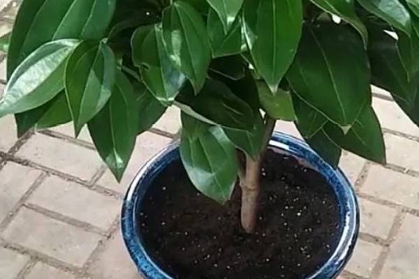 平安树怎么养,喜欢生长在湿润的环境