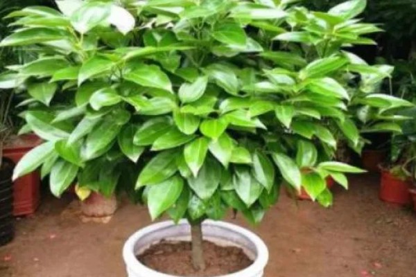 平安树怎么养,喜欢生长在湿润的环境