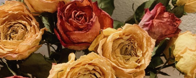 玫瑰花制成干花的方法，用烤箱烘烤一段时间就会干燥