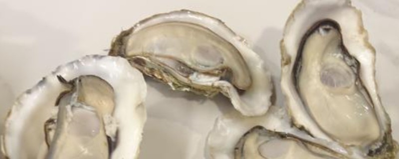 生蚝吃什么，吃海水中的微型藻类