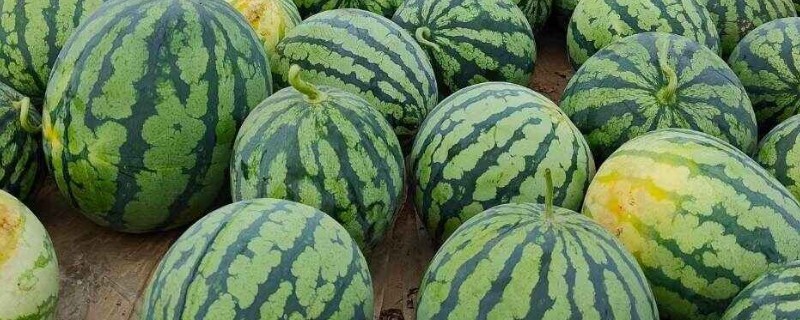 西瓜有籽还是无籽更好,甜度和口感没有高下之分