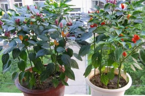 种彩椒用什么土好，土壤要肥沃、营养物质多