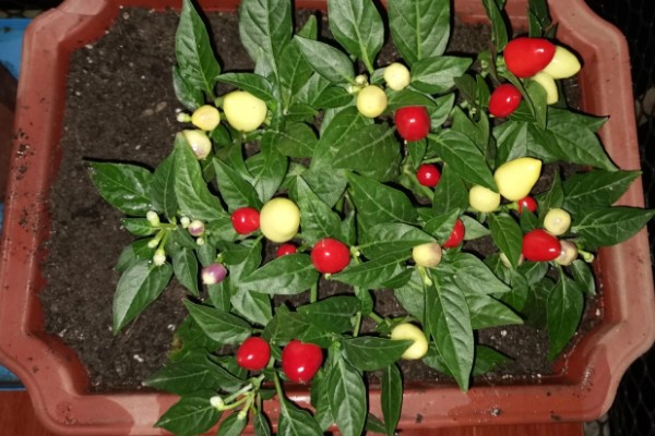 种彩椒用什么土好，土壤要肥沃、营养物质多