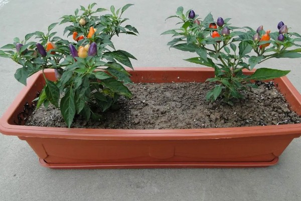 种彩椒用什么土好，土壤要肥沃、营养物质多