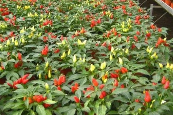 种彩椒用什么土好，土壤要肥沃、营养物质多