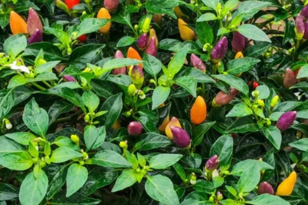 种彩椒用什么土好，土壤要肥沃、营养物质多