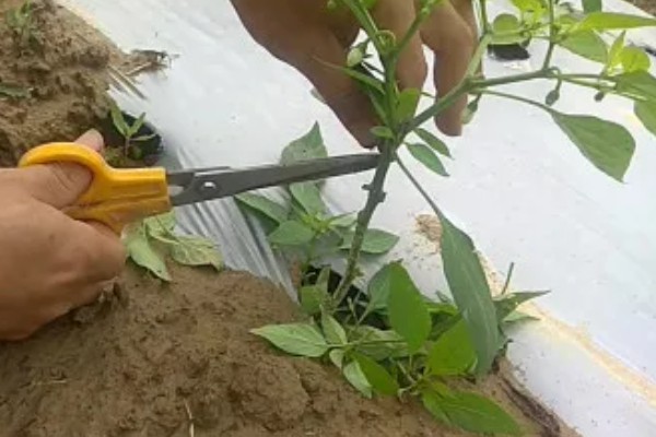 种彩椒用什么土好，土壤要肥沃、营养物质多