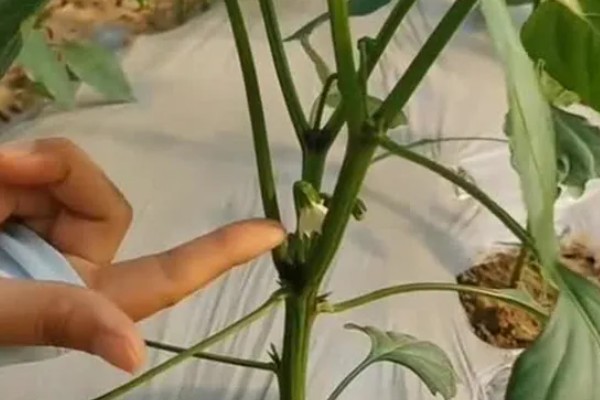 种彩椒用什么土好，土壤要肥沃、营养物质多