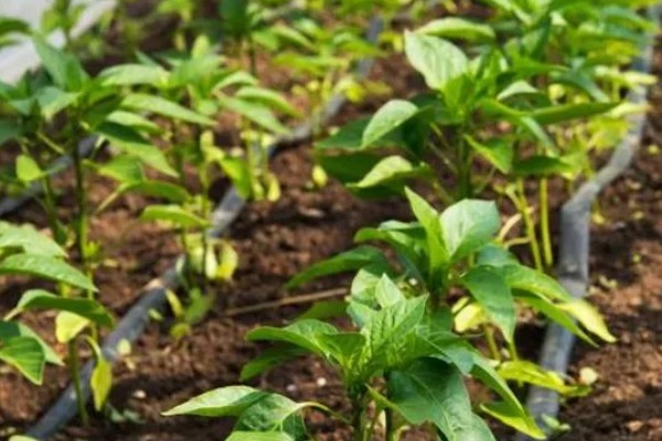 种彩椒用什么土好，土壤要肥沃、营养物质多