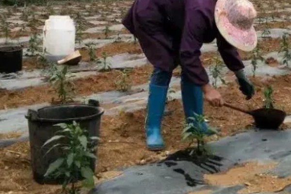 种彩椒用什么土好，土壤要肥沃、营养物质多