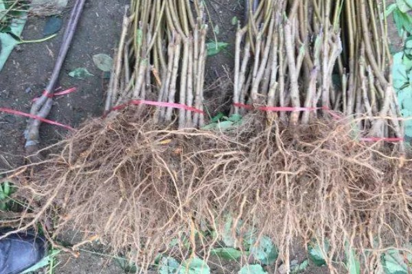 哪里才有正宗雪桃苗，1-2年生的大概在3-6元