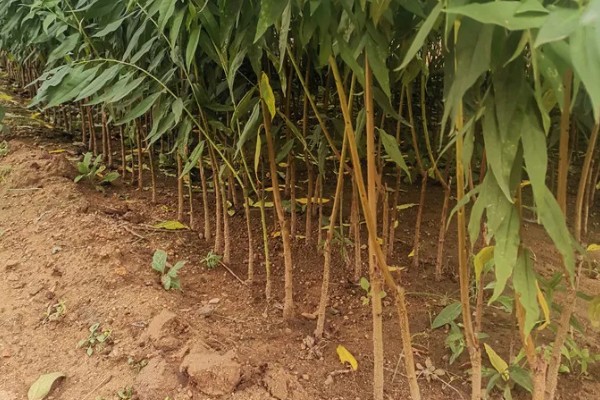 哪里才有正宗雪桃苗，1-2年生的大概在3-6元