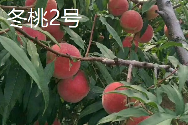 哪里才有正宗雪桃苗，1-2年生的大概在3-6元