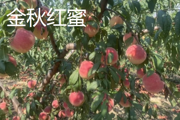 哪里才有正宗雪桃苗，1-2年生的大概在3-6元