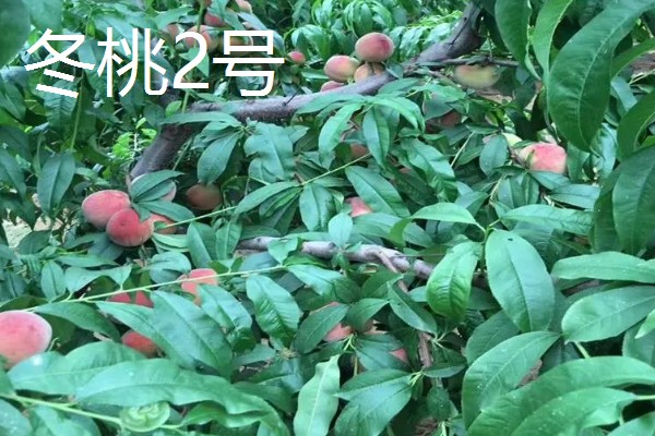 哪里才有正宗雪桃苗，1-2年生的大概在3-6元