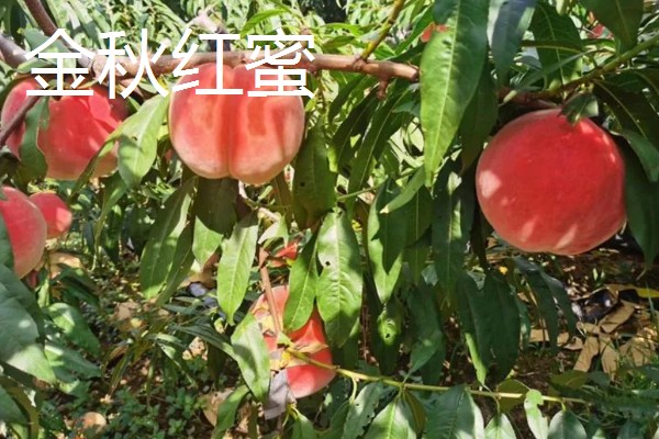 哪里才有正宗雪桃苗，1-2年生的大概在3-6元