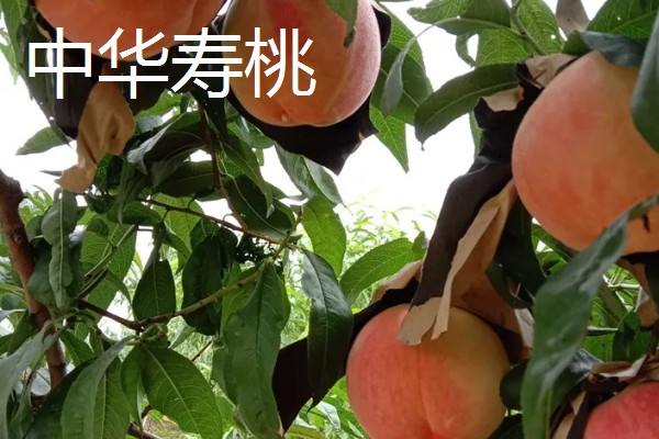 哪里才有正宗雪桃苗，1-2年生的大概在3-6元