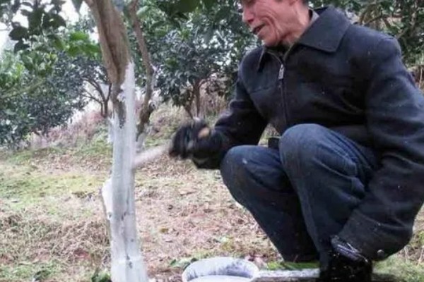 李子树冬季的防冻措施，受到冻害之后短期内不要急于修剪