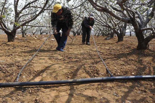 李子树冬季的防冻措施，受到冻害之后短期内不要急于修剪