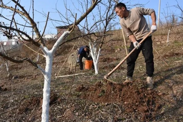 李子树冬季的防冻措施，受到冻害之后短期内不要急于修剪