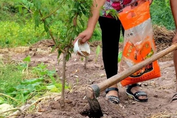 李子树冬季的防冻措施，受到冻害之后短期内不要急于修剪