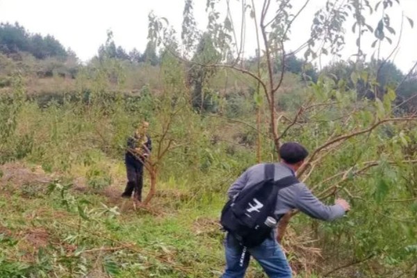 李子树冬季的防冻措施，受到冻害之后短期内不要急于修剪