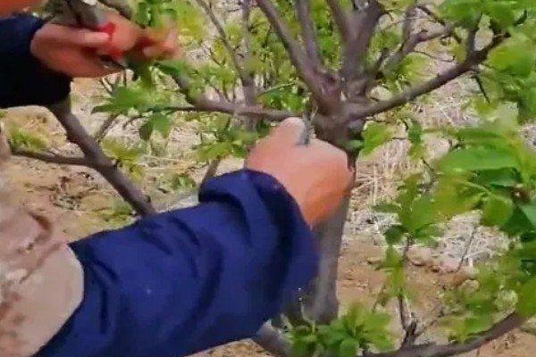 李子树冬季的防冻措施，受到冻害之后短期内不要急于修剪