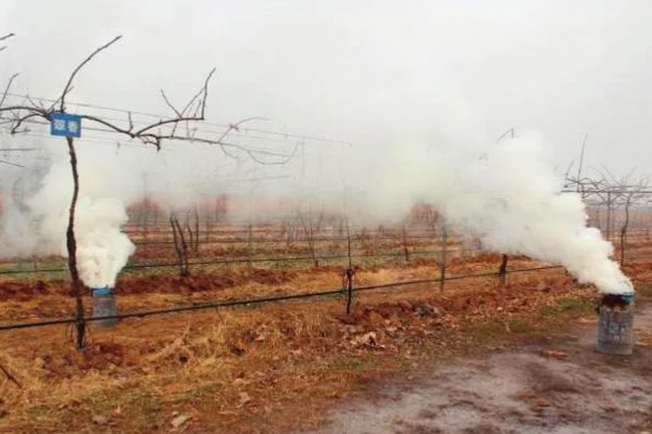 李子树冬季的防冻措施，受到冻害之后短期内不要急于修剪