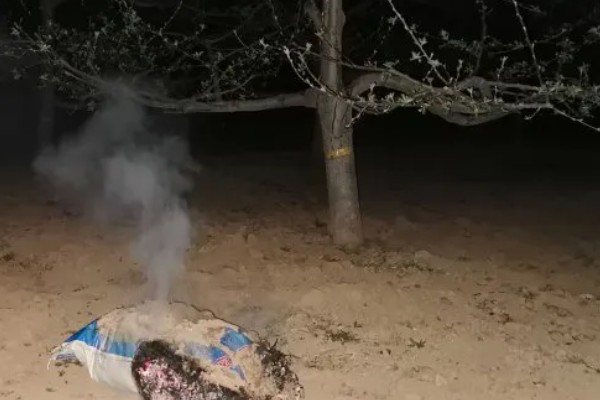 李子树冬季的防冻措施，受到冻害之后短期内不要急于修剪