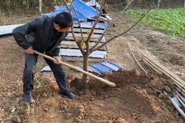 李子树冬季的防冻措施，受到冻害之后短期内不要急于修剪