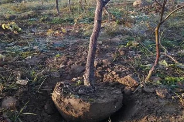 李子树冬季的防冻措施，受到冻害之后短期内不要急于修剪