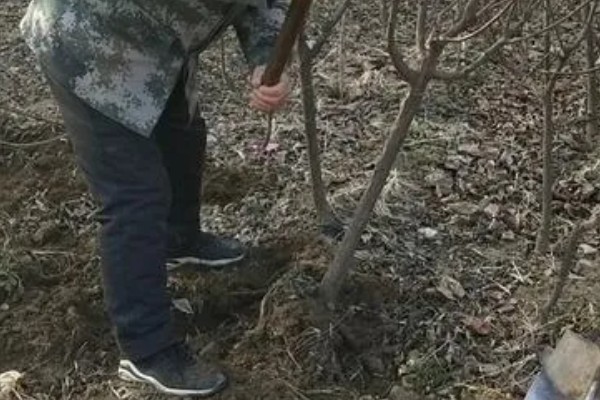 李子树冬季的防冻措施，受到冻害之后短期内不要急于修剪