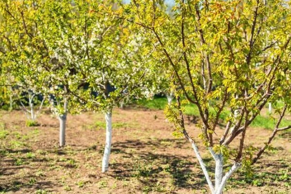 李子树冬季的防冻措施，受到冻害之后短期内不要急于修剪