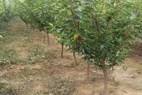 李子树冬季的防冻措施，受到冻害之后短期内不要急于修剪