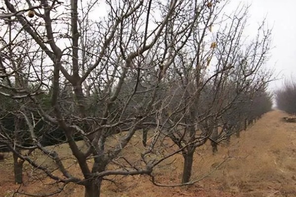 李子树冬季的防冻措施，受到冻害之后短期内不要急于修剪