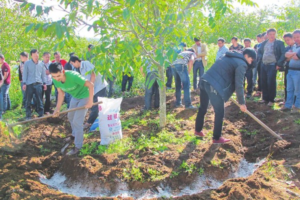 李子树冬季的防冻措施，受到冻害之后短期内不要急于修剪