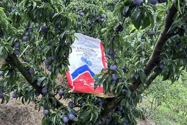 李子树冬季的防冻措施，受到冻害之后短期内不要急于修剪