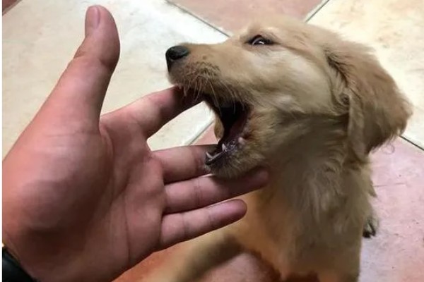 狗狗为什么会假装咬主人,它认为这是在和你玩耍