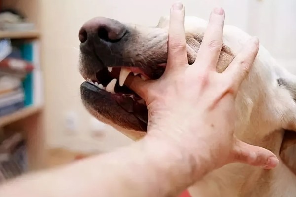 狗狗为什么会假装咬主人,它认为这是在和你玩耍