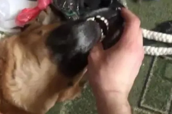 狗狗为什么会假装咬主人,它认为这是在和你玩耍