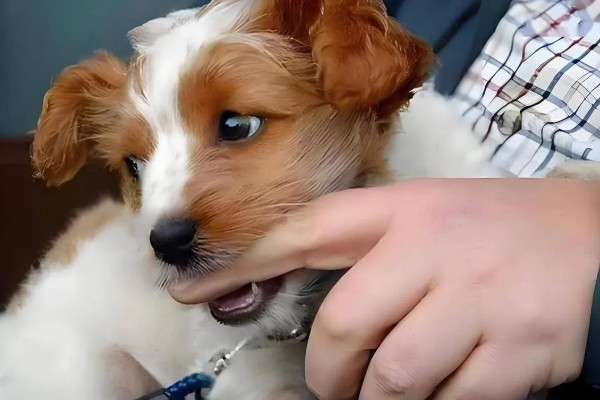 狗狗为什么会假装咬主人,它认为这是在和你玩耍